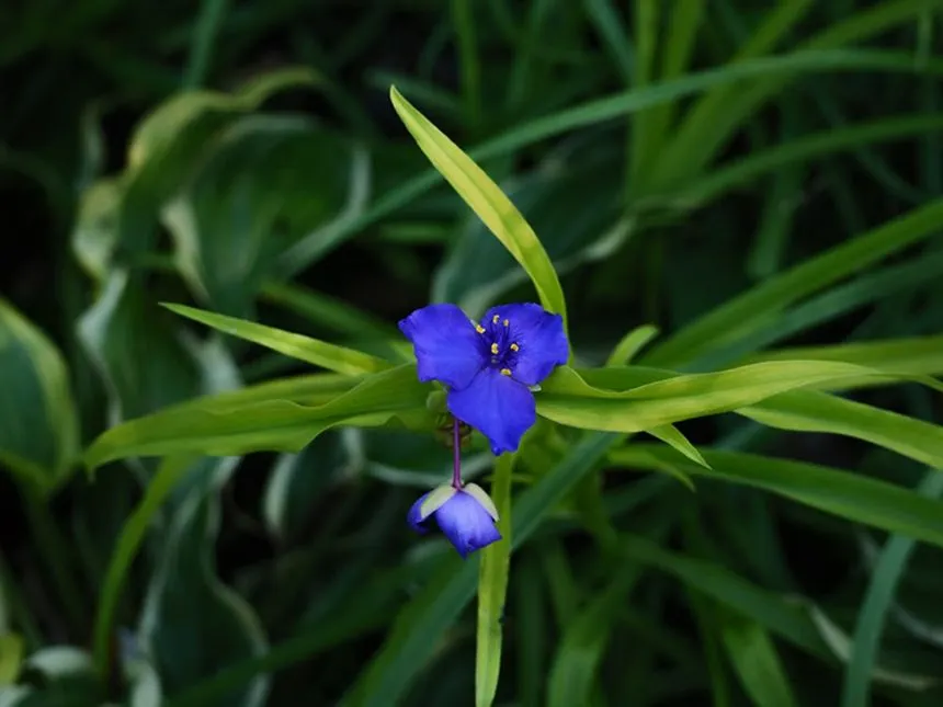 Birdbill Dayflower