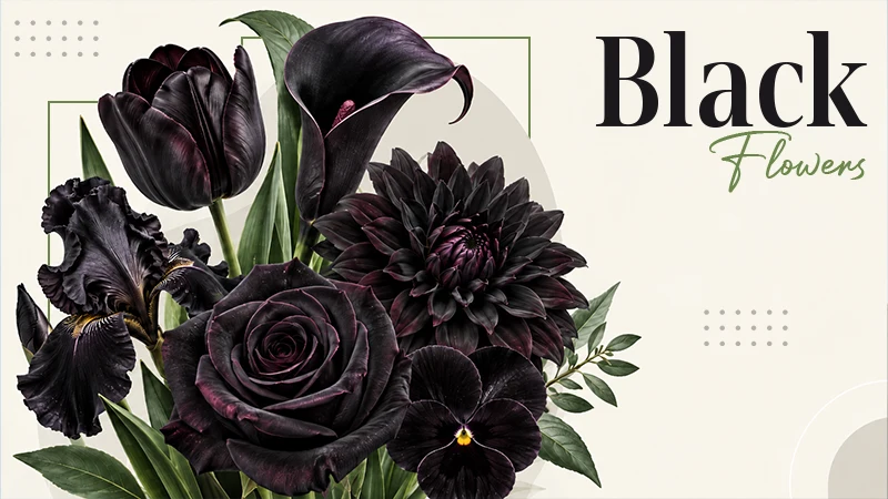 Black Flowers