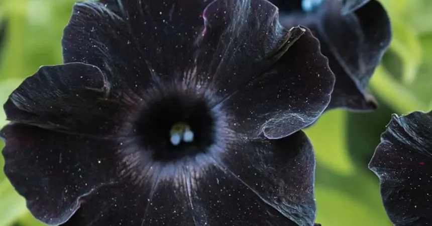 Black flowers
