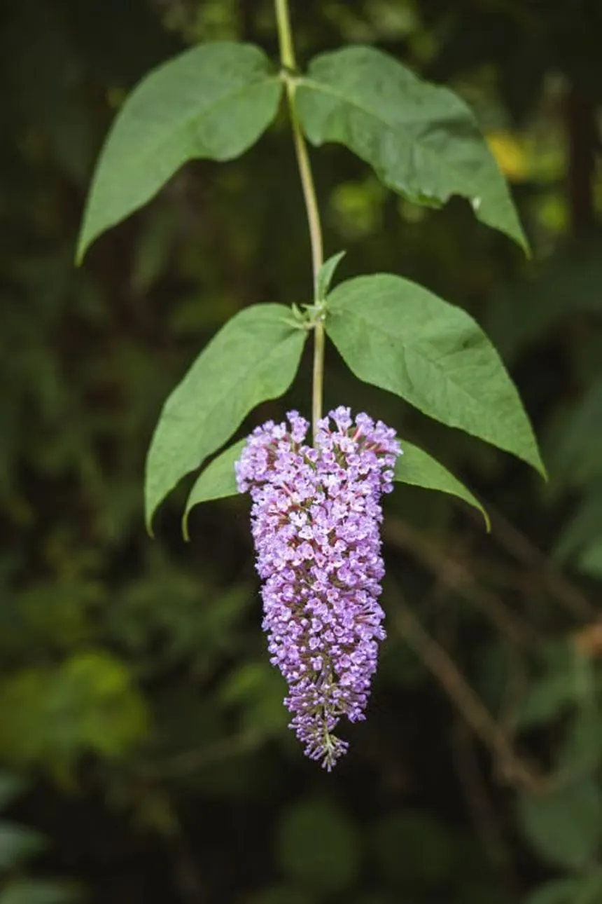 Blue Buddleia
