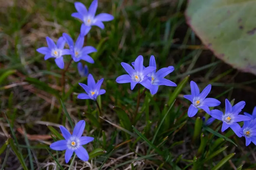 Blue Star