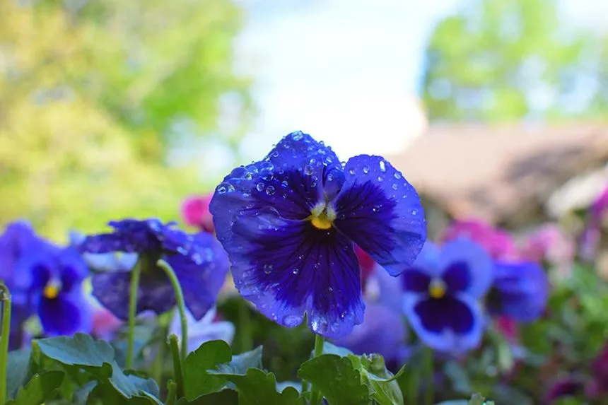 Blue Violets