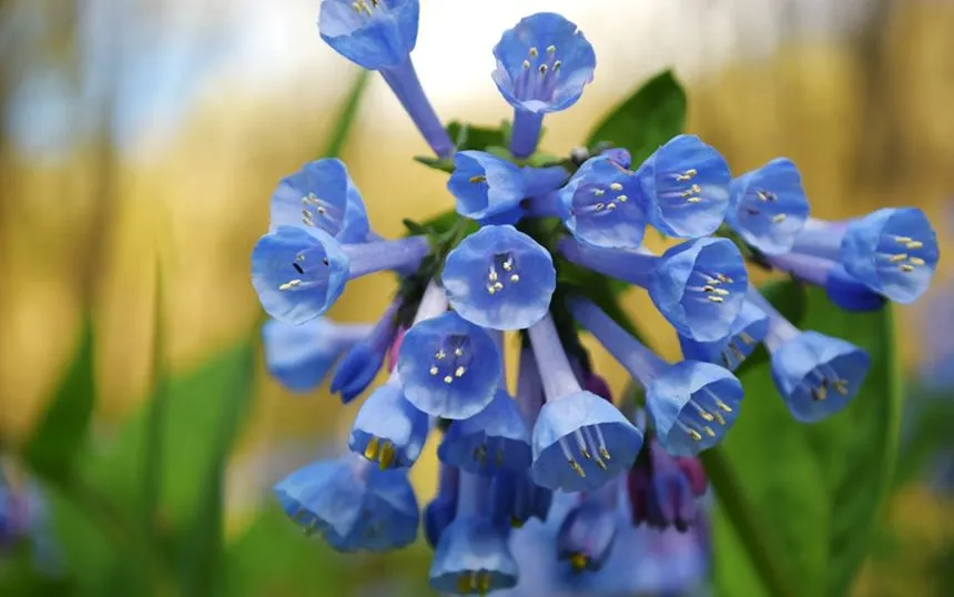 Bluebells