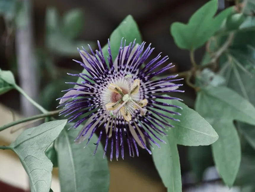Bluecrown Passionflower
