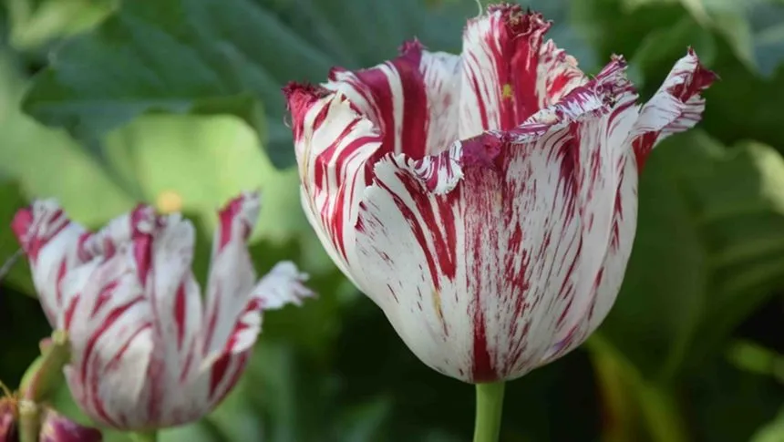 Breaking virus in tulips.