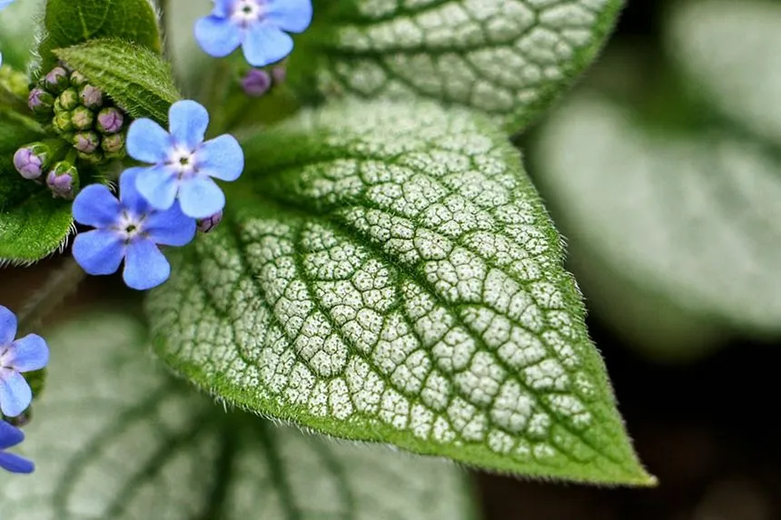 Brunnera