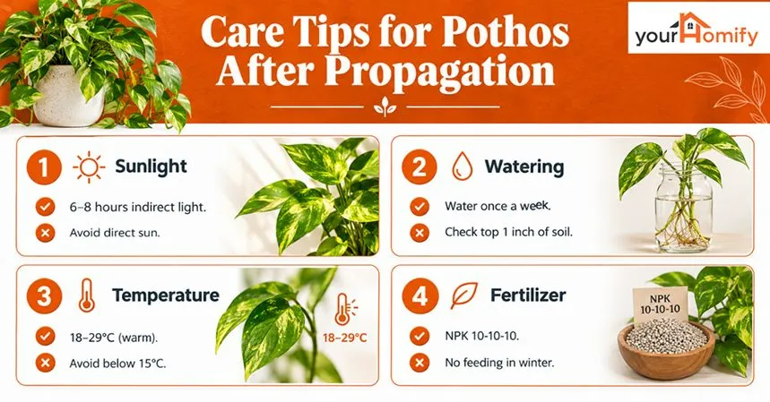 Care Tips for Pothos After Propagation