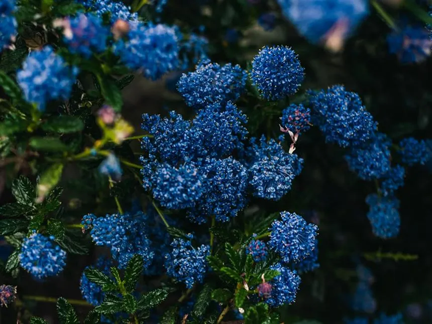 Ceanothus