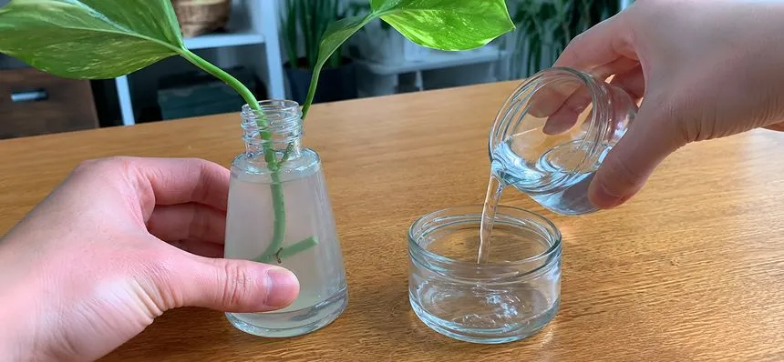 Changing Pothos cloudy water