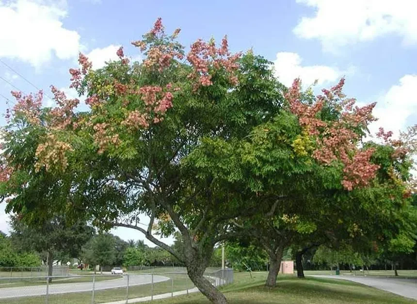Chinese-Flame-Treee