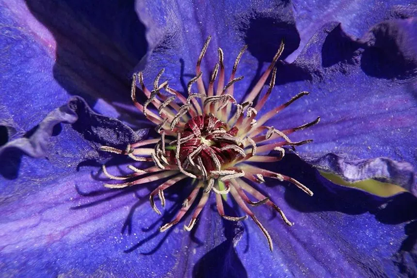 Clematis