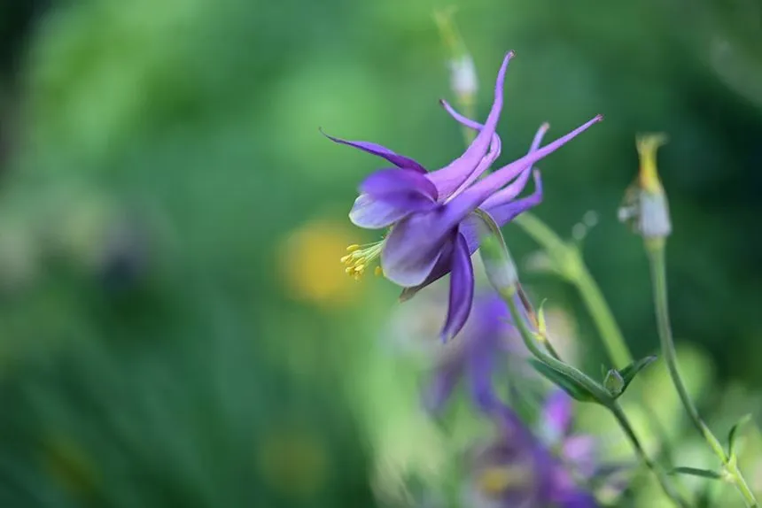 Columbine