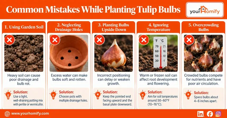 Common Mistakes While Planting Tulips In Pots