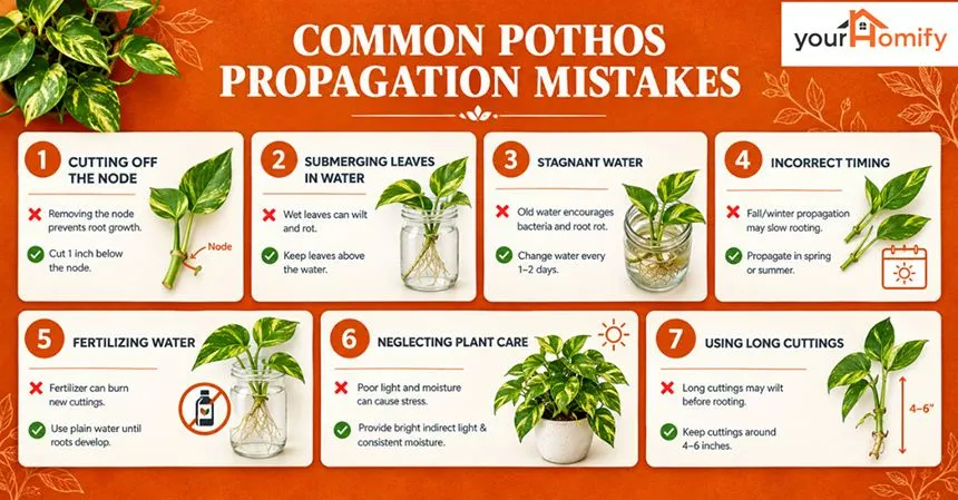 Common Mistakes While Propagating Pothos and How to Fix Them