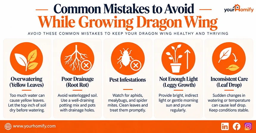 Common Mistakes to Avoid While Growing Dragon Wing