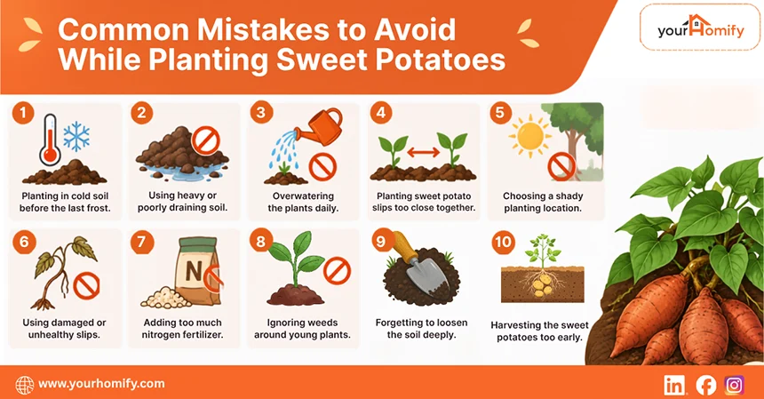 Common Mistakes to Avoid While Planting Sweet Potatoes