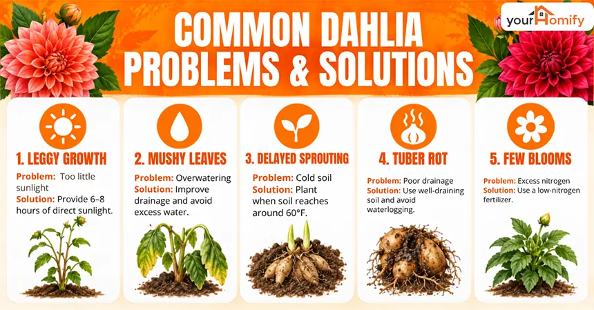 Common Problems While Growing Dahlias With Their Solutions