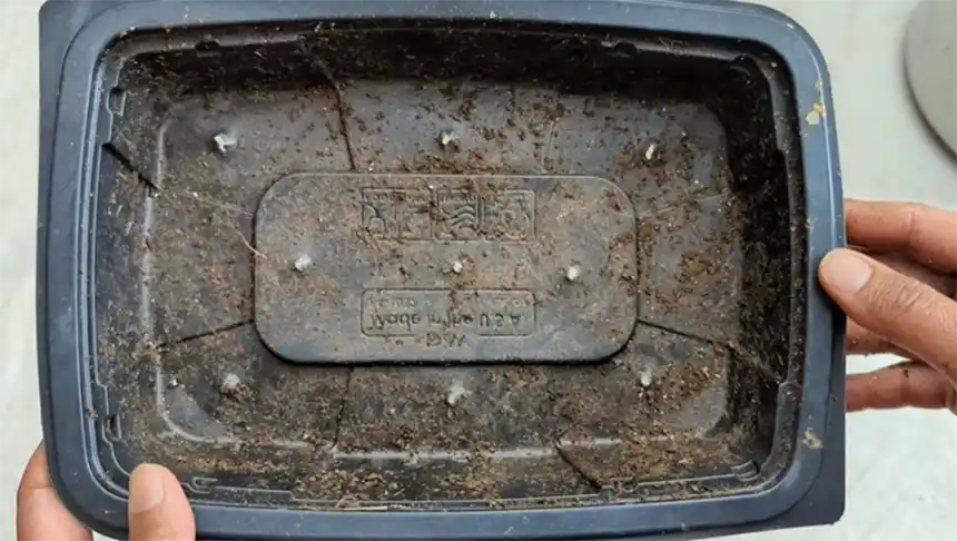 Container for dahlia seeds