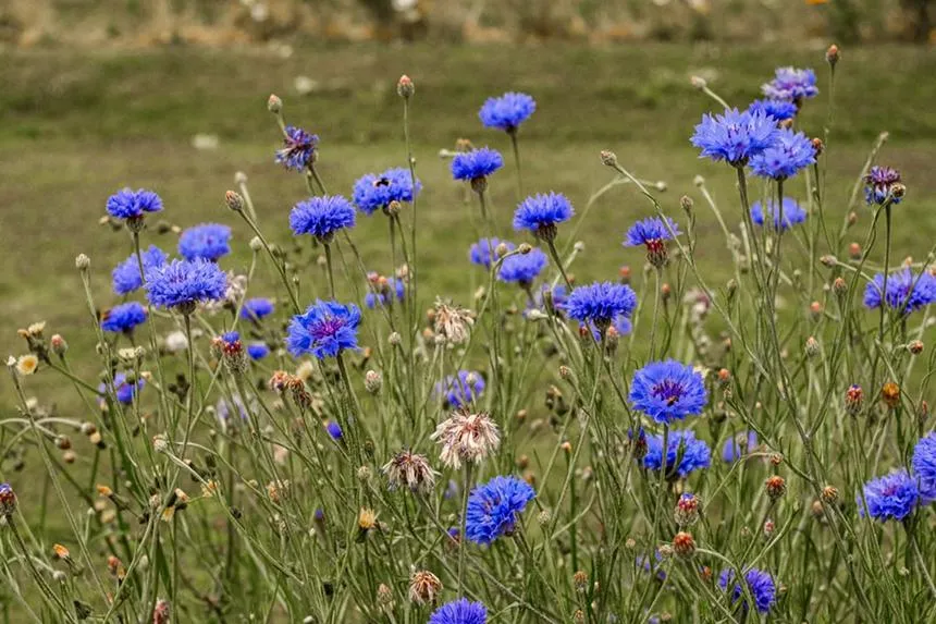 Cornflower