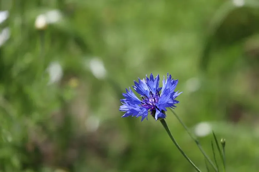 Cornflower