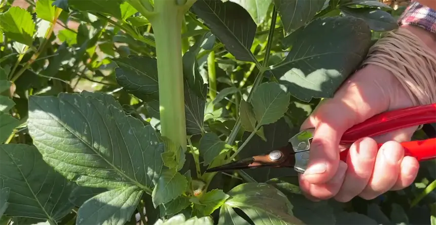 Cutting a dahlia flower stem