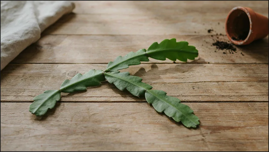 Cutting placed in a dry shaded spot