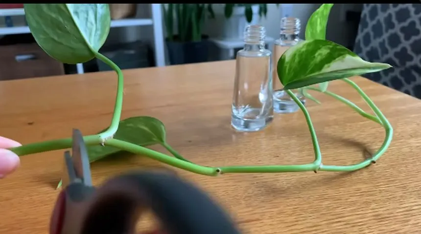 Cutting pothos stem