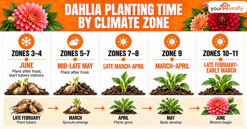 Dahlia Planting Time By Climate Zone