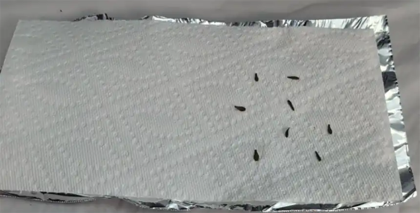 Dahlia seeds on paper towel