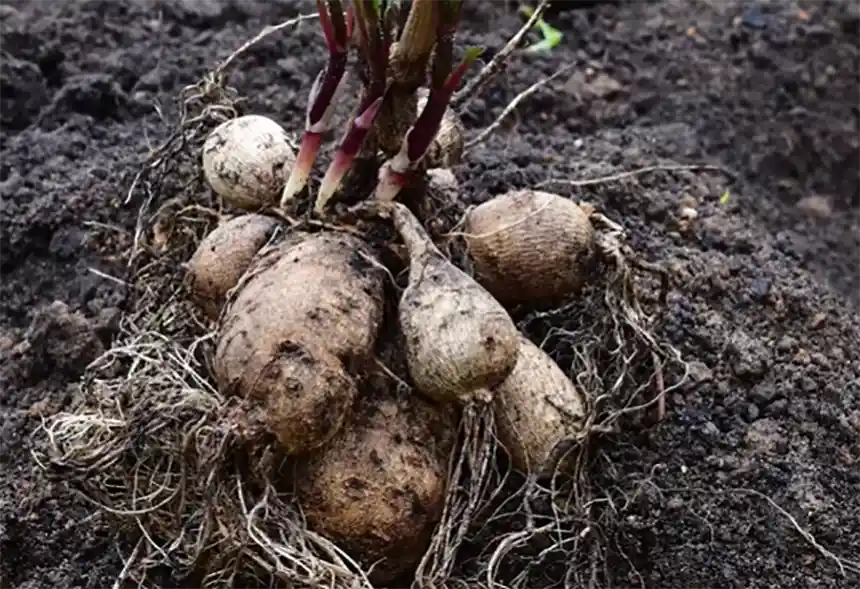 Dahlia tubers
