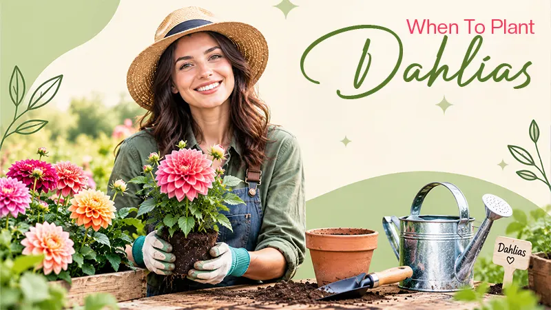 Dahlias