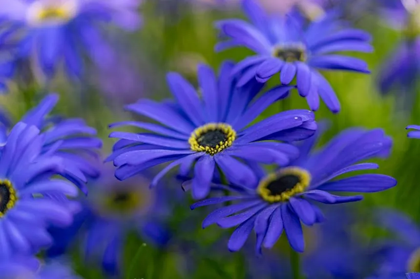 Daisy