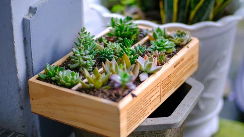 Indoor dish garden arrangement with lush greenery