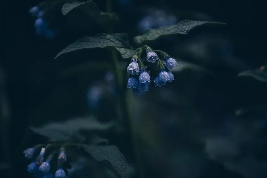 Desert Bluebells