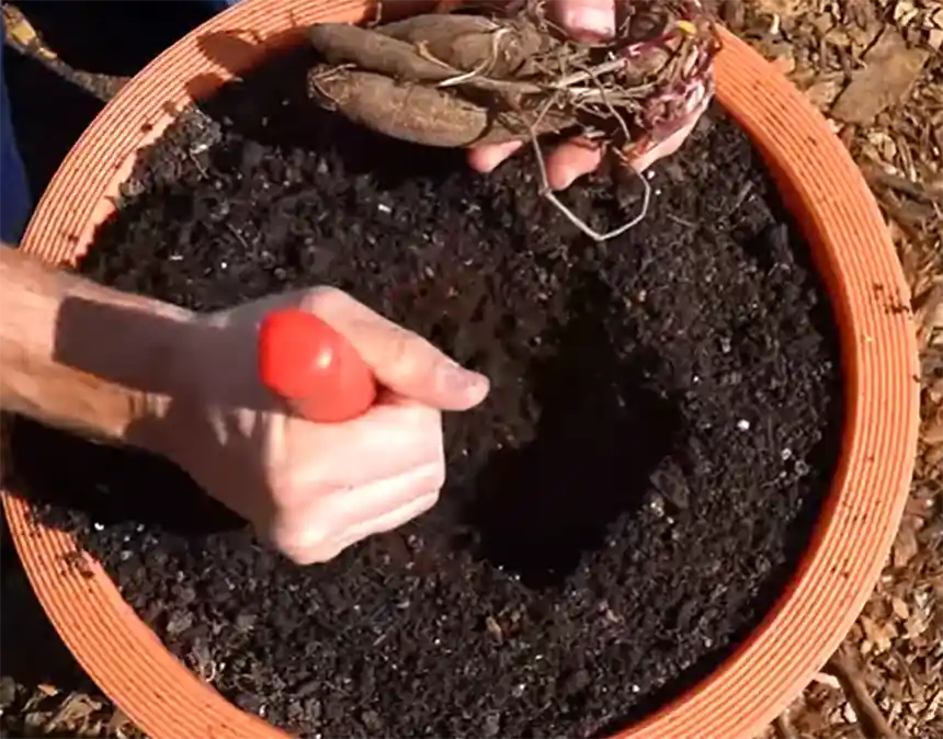 Digging hole for dahlia tubers