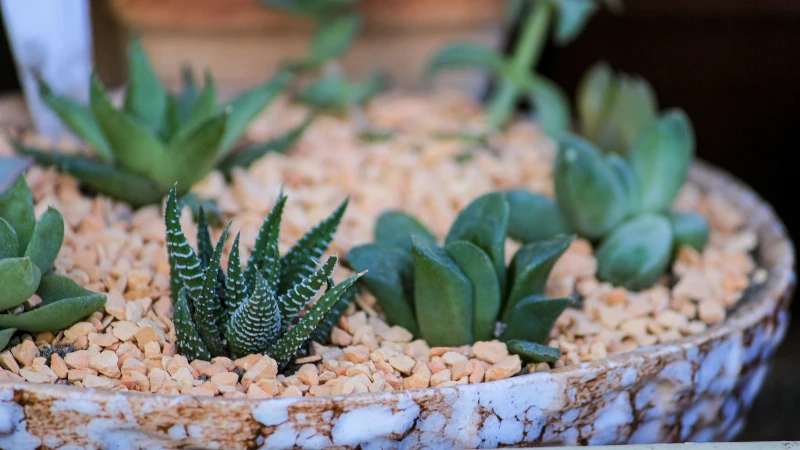 Dish garden with assorted indoor plants