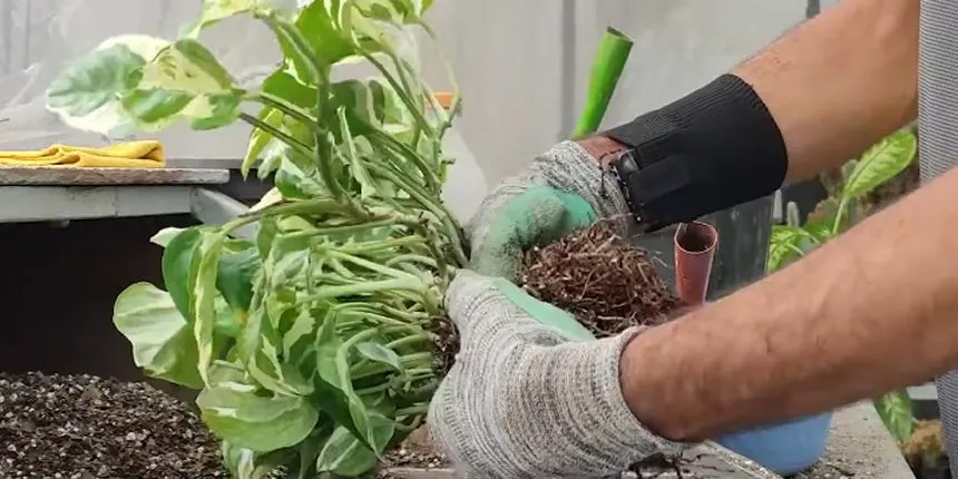 Dividing pothos roots