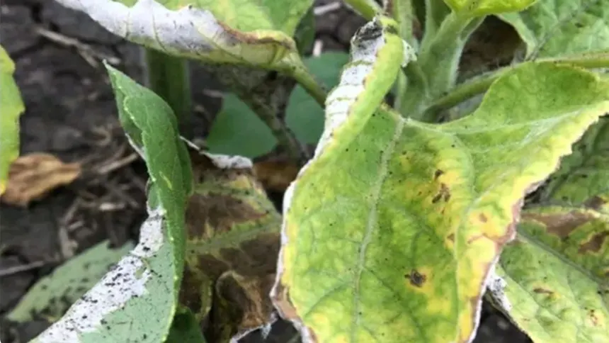 Downy Mildew