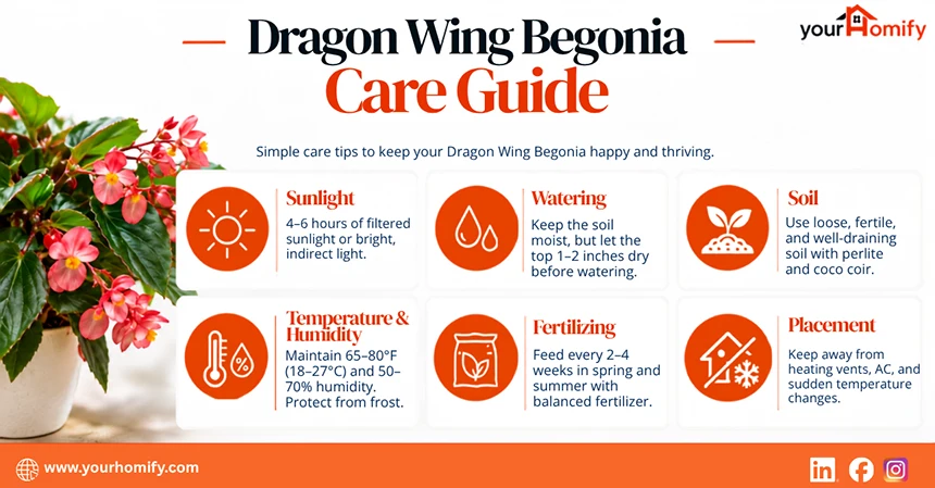 Dragon Wing Begonia Care Guide