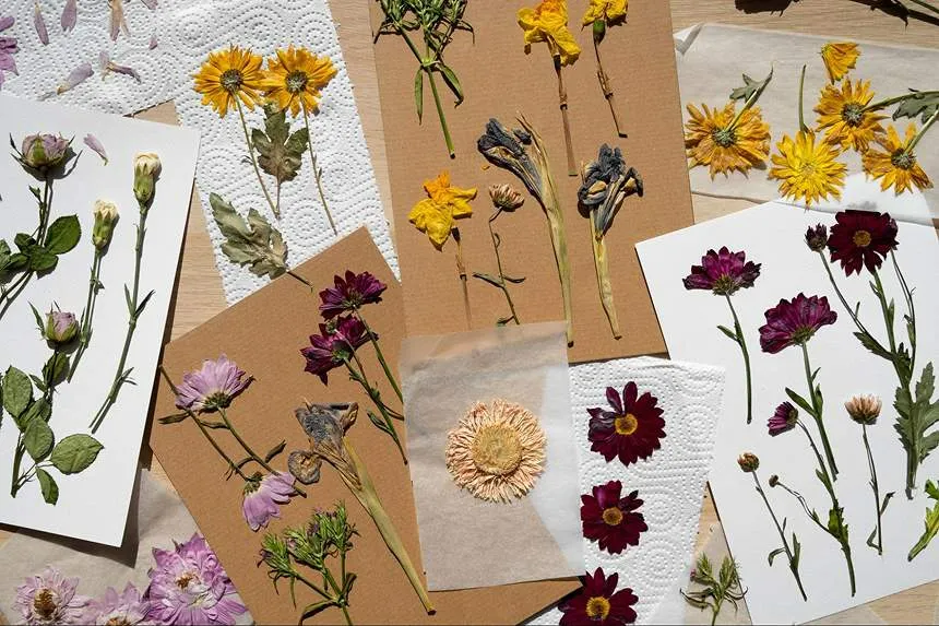 Dried flowers transferred to a fresh sheet of parchment.