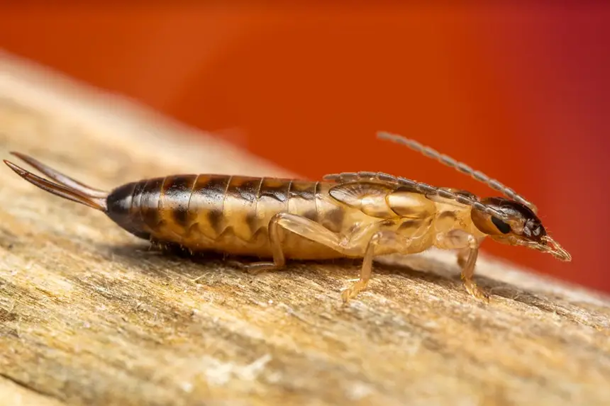 Earwigs