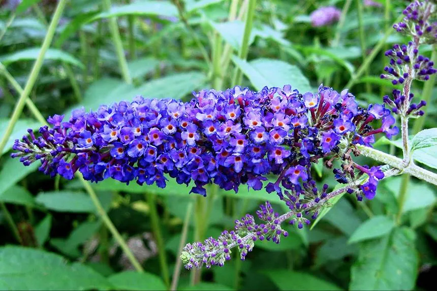 Empire Blue