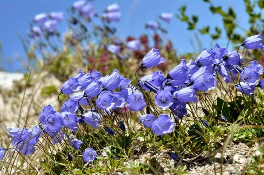 Fairy Thimbles