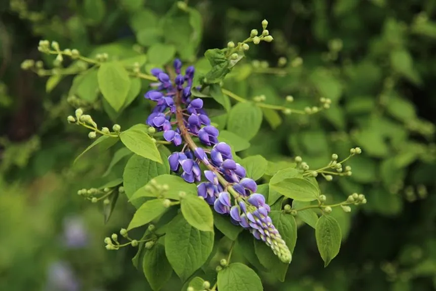 False Indigo