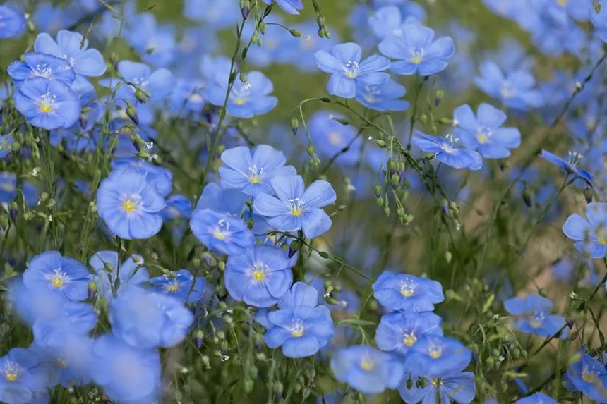 Flax