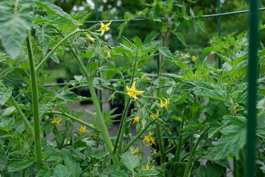 Flower Dropping
