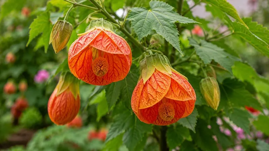 Flowering maple