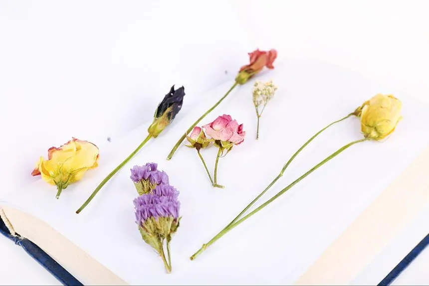 Flowers placed between parchment sheets inside a book.