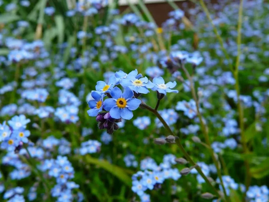 Forget Me Nots