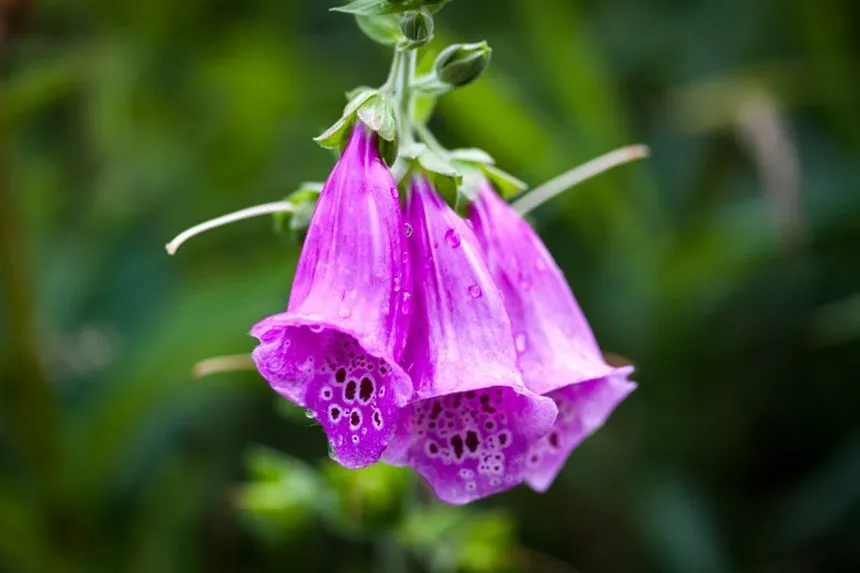 Foxgloves